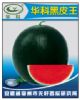 Quality | Seedless Watermelon Seed | Grafted Seedlings | Hua Wang Black Branch